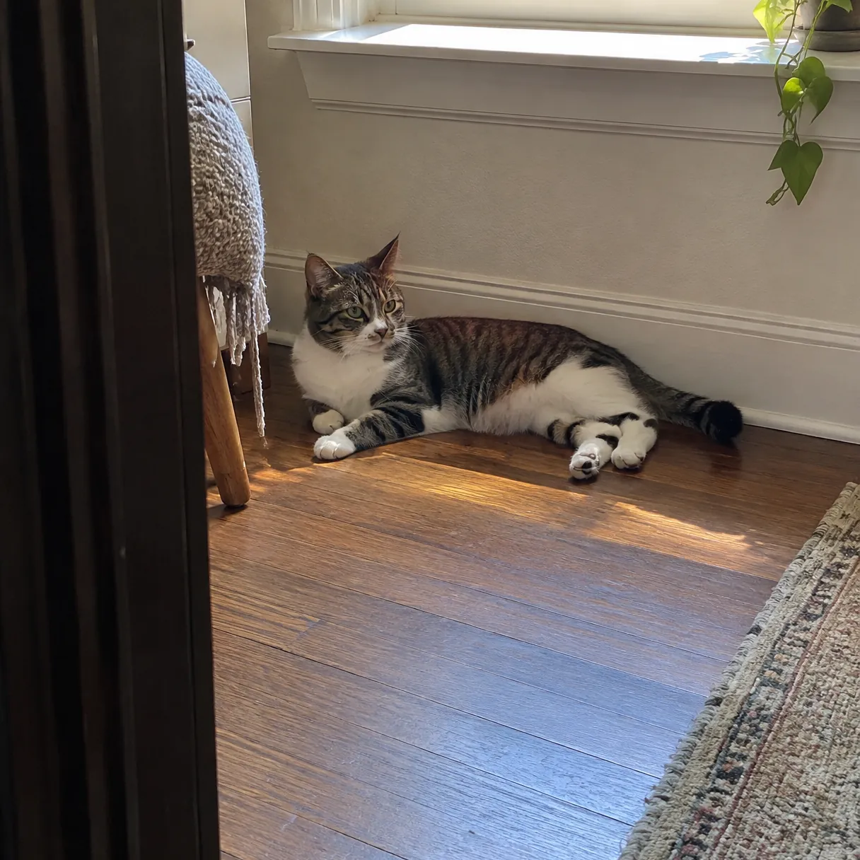 A tabby-and-white cat lying in a patch of window sunlight on a wooden floor
