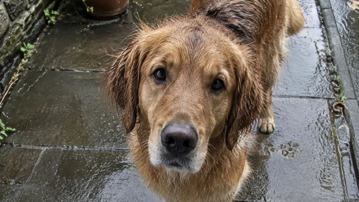 A dog on a wet pavement in light rain