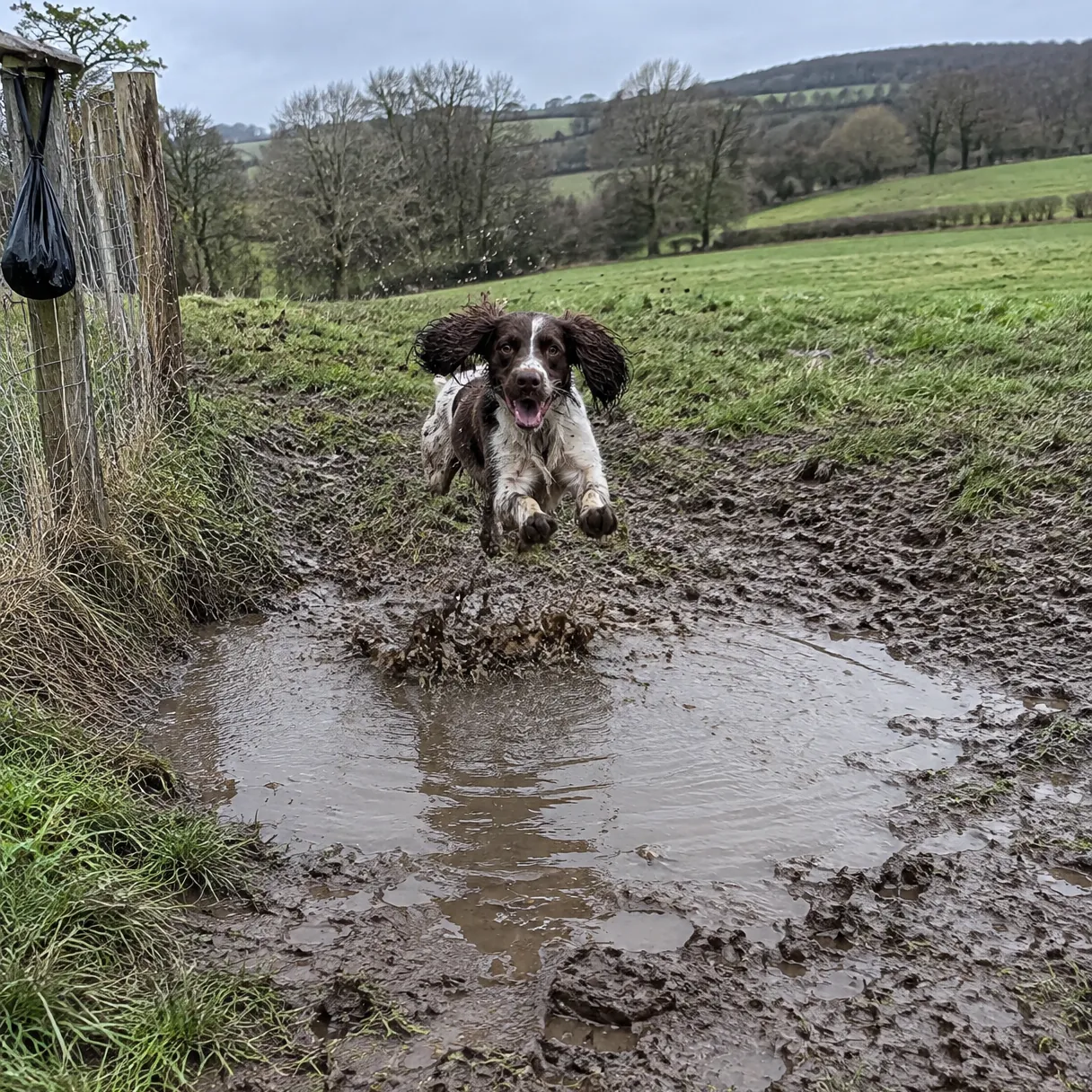 A spaniel bounding through a churned muddy puddle in light rain