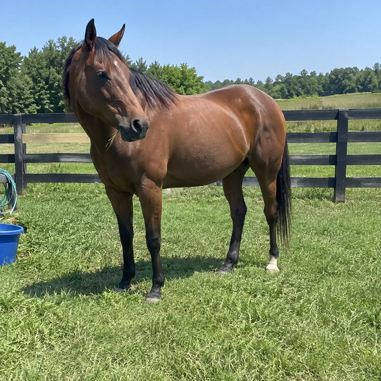 A horse in a paddock on a clear day