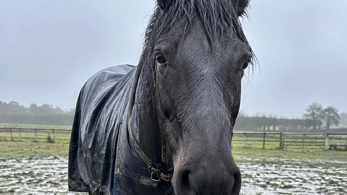A horse in a waterproof turnout rug standing in heavy rain