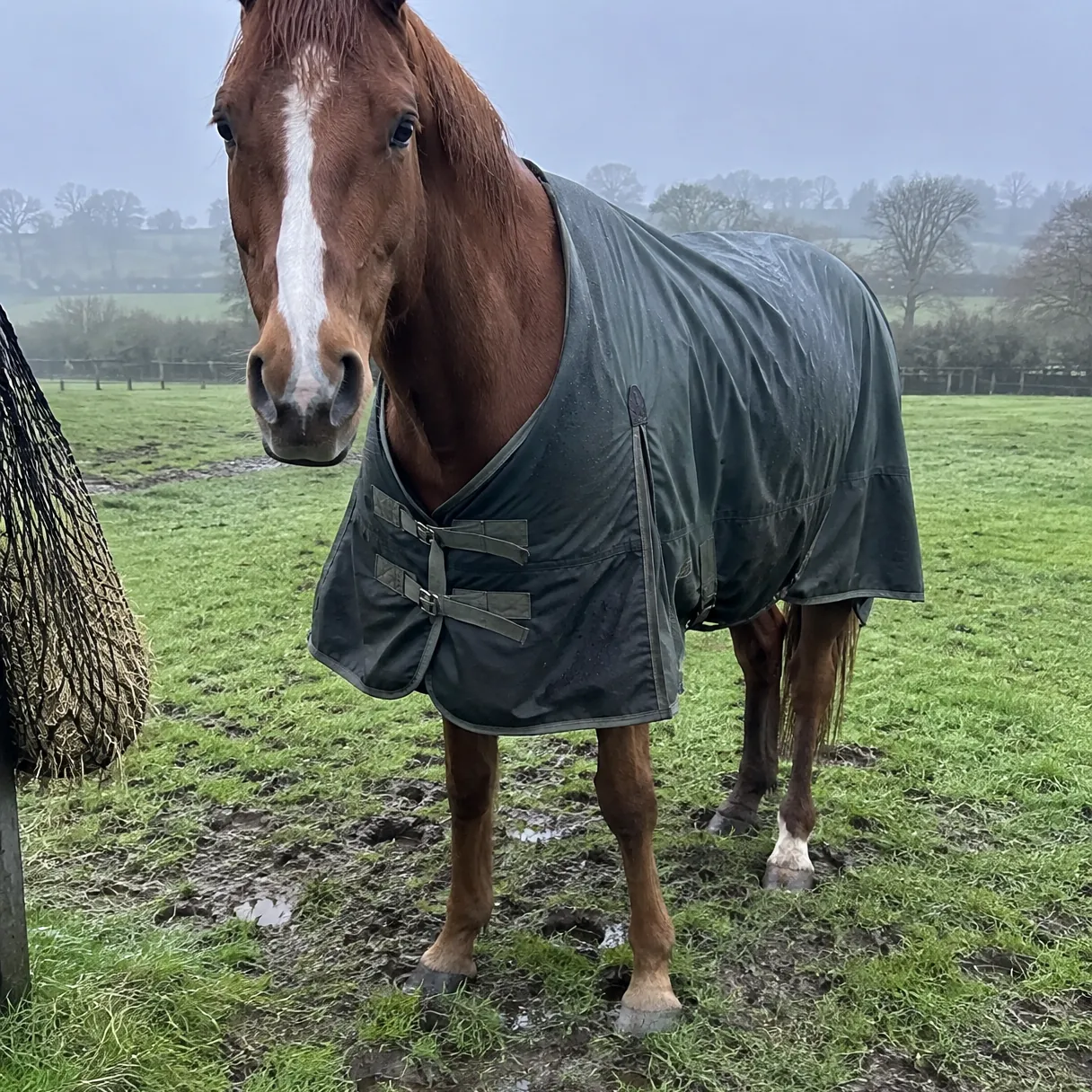A horse in a lightweight rain sheet in fine drizzle