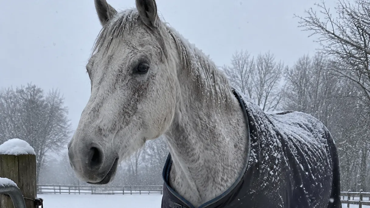A horse standing in falling snow
